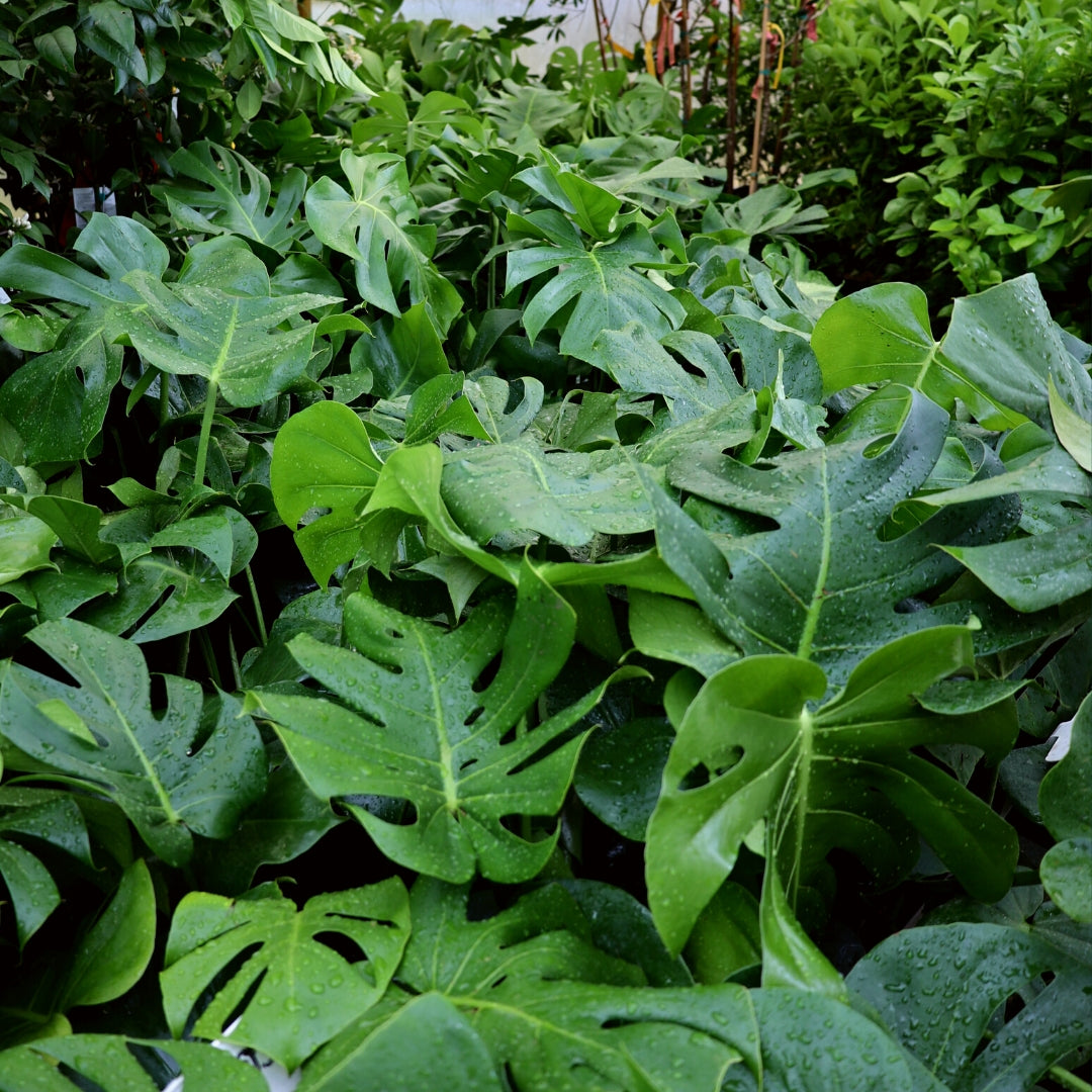 Monstera deliciosa