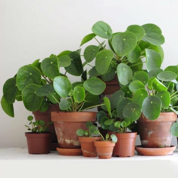 Chinese Money Plant