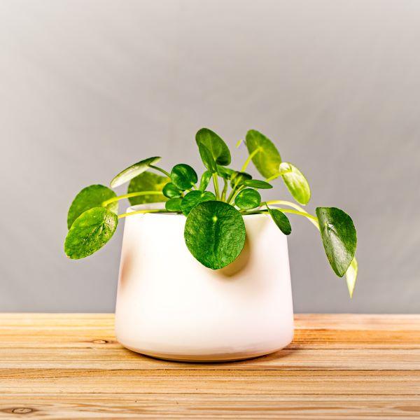 Chinese Money Plant