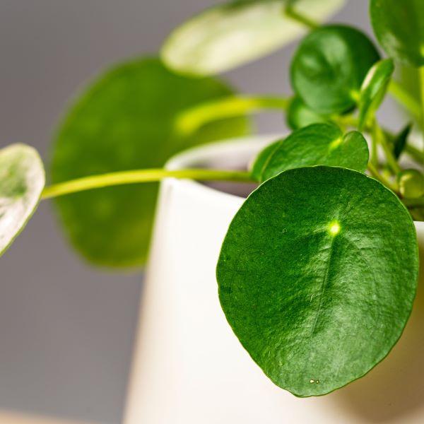 Chinese Money Plant