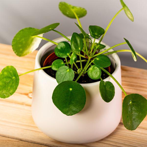 Chinese Money Plant