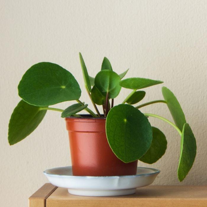 Chinese Money Plant