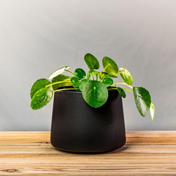 Chinese Money Plant