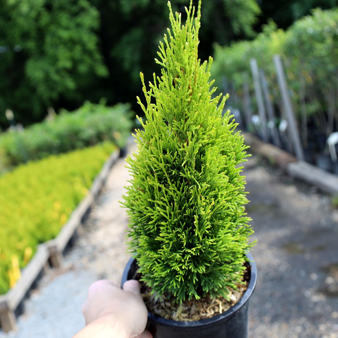 Emerald Petite Arborvitae