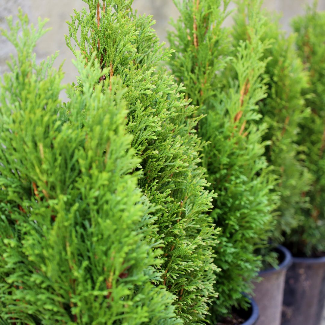 Emerald Petite Arborvitae
