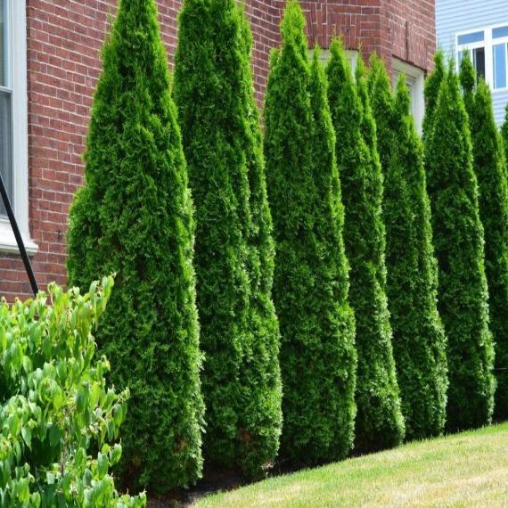 American Pillar Arborvitae