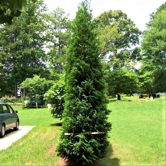 American Pillar Arborvitae