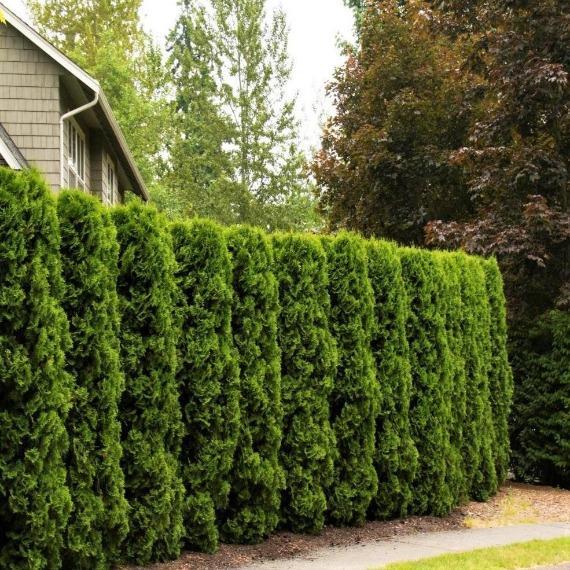 American Pillar Arborvitae