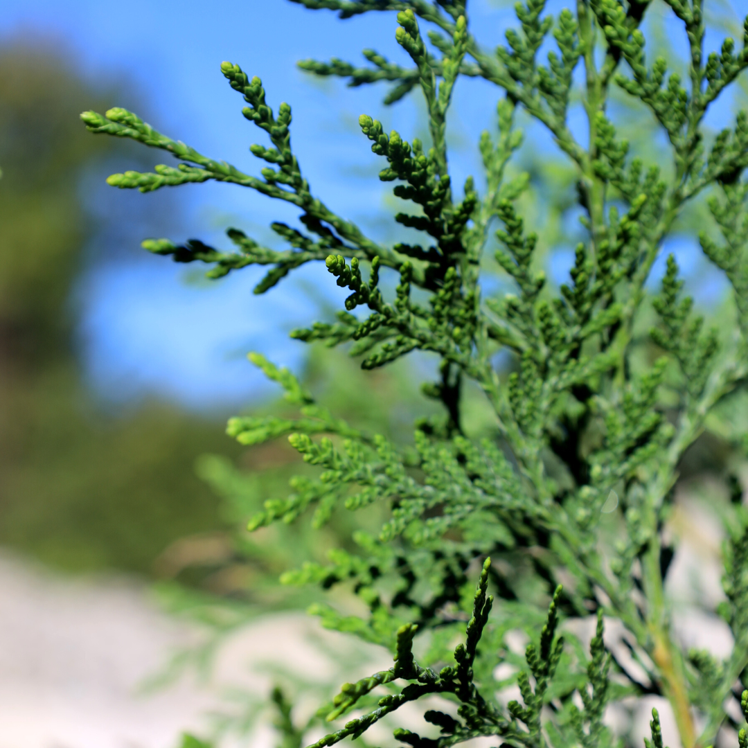 American Pillar Arborvitae
