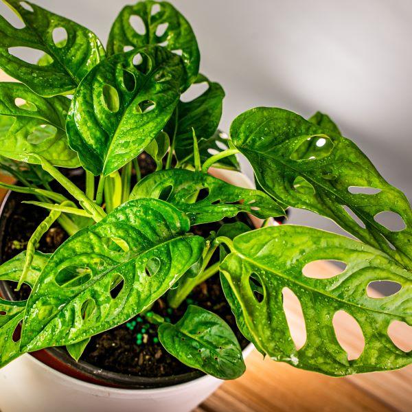 Monstera adansonii