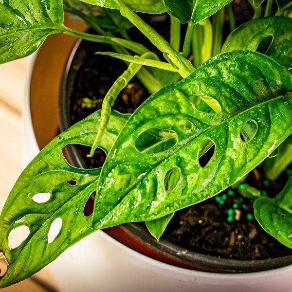 Monstera adansonii