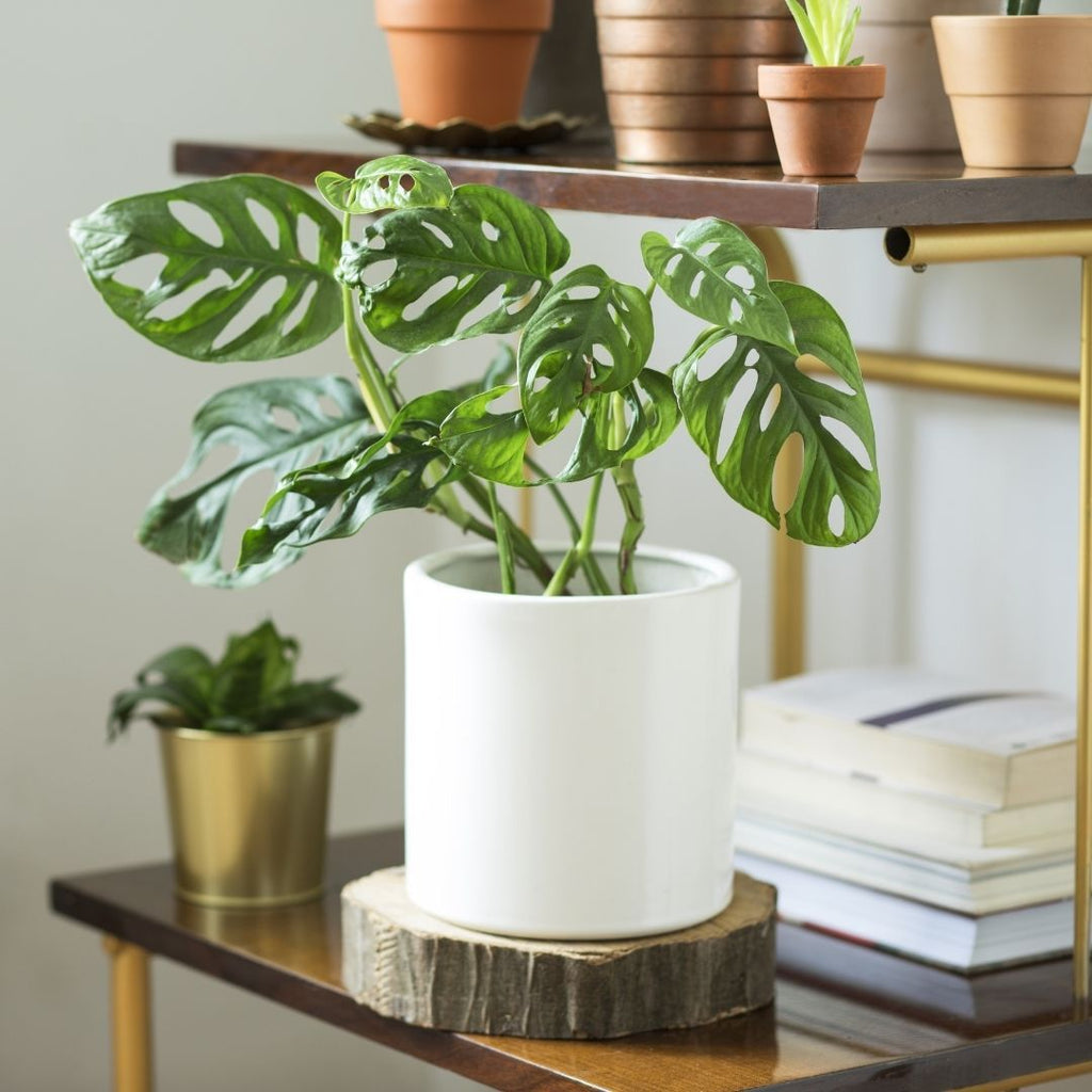 Monstera adansonii