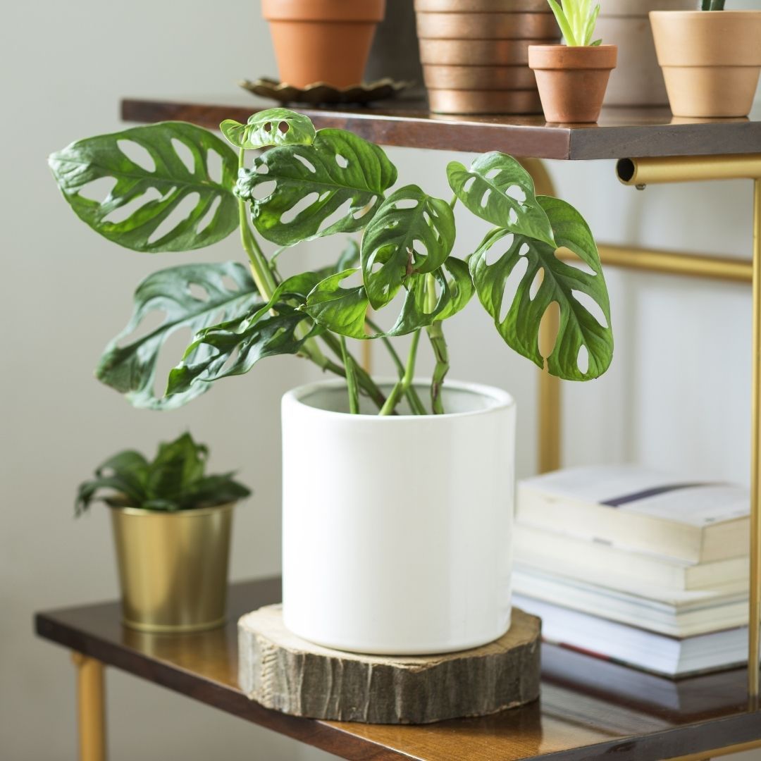 Monstera adansonii