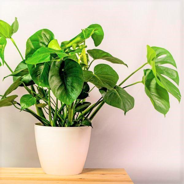 Monstera deliciosa