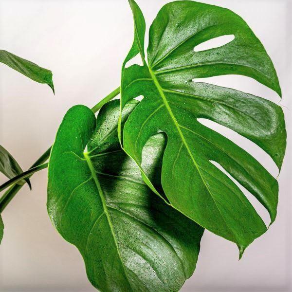 Monstera deliciosa