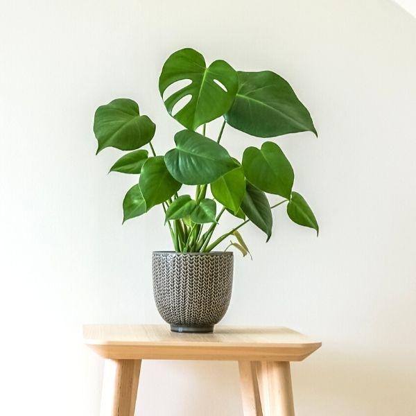 Monstera deliciosa