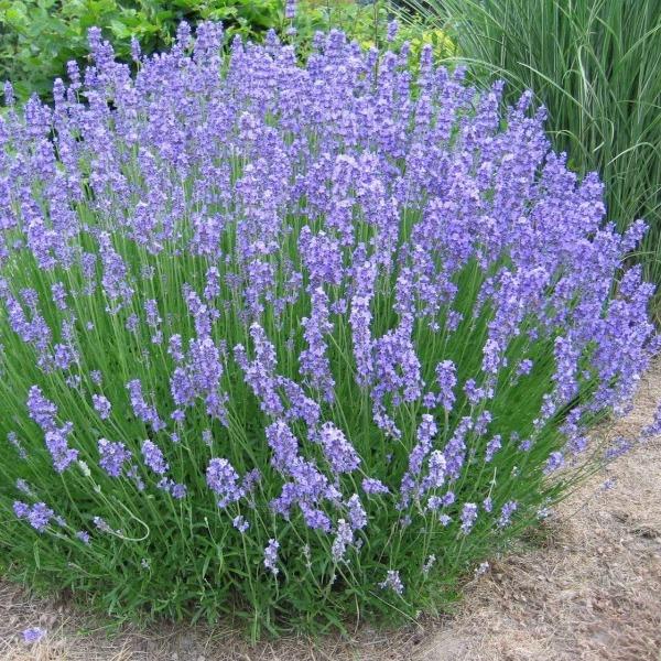 Phenomenal Lavender