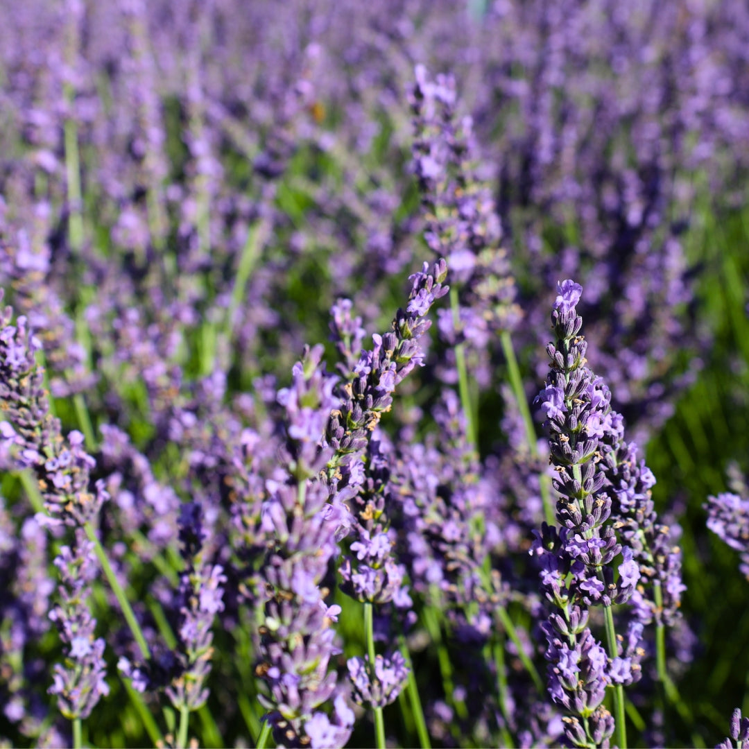 Phenomenal Lavender
