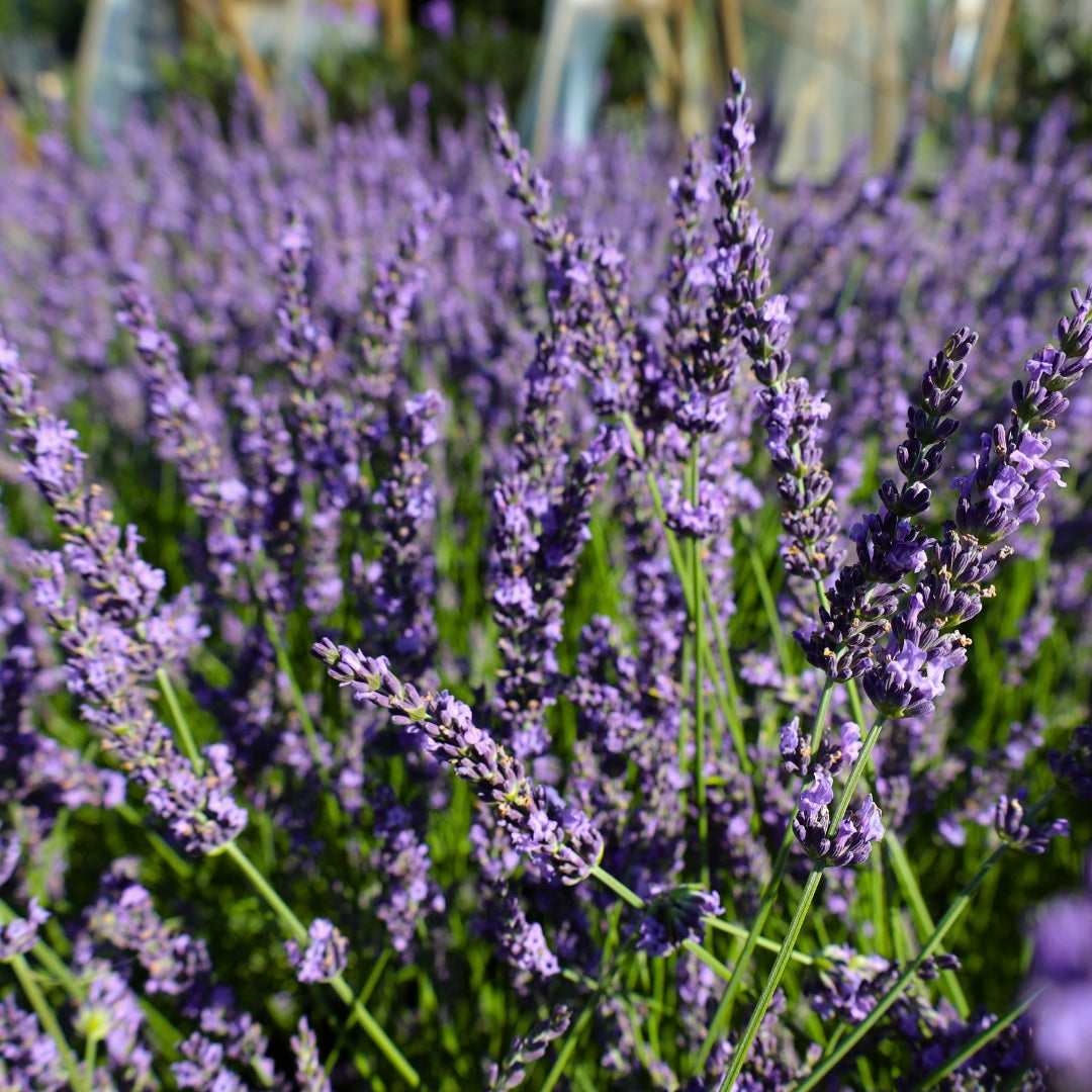 Phenomenal Lavender