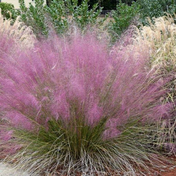Pink Muhly Grass