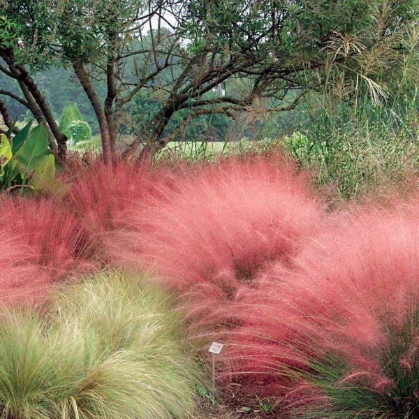 Pink Muhly Grass