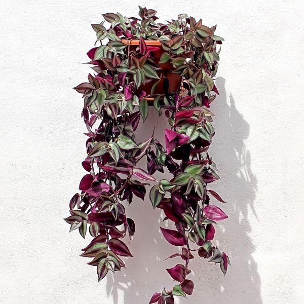 Wandering Jew Plant